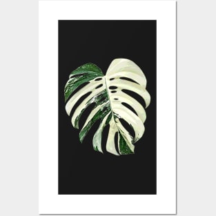 MONSTERA DELICIOSA ALBO VARIEGATED Posters and Art